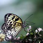 Le Jardin des Papillons Exotiques (2)