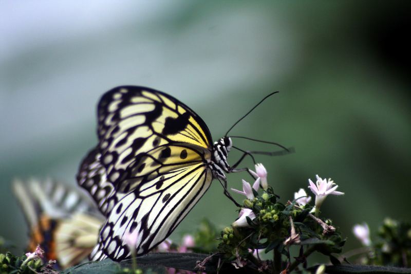 Le Jardin des Papillons Exotiques (2)