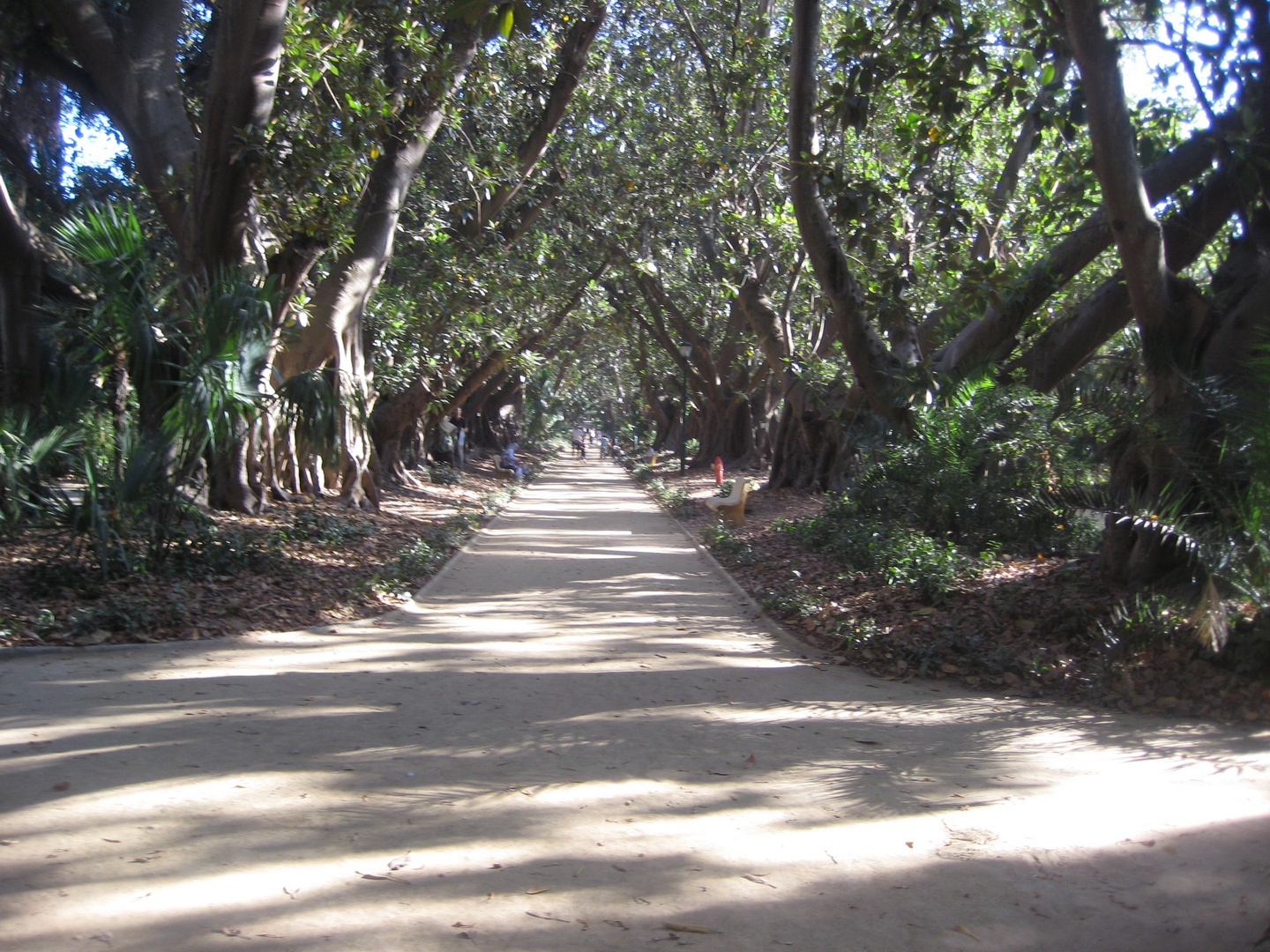 LE JARDIN D'ESSAI D'ALGER