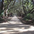 LE JARDIN D'ESSAI D'ALGER