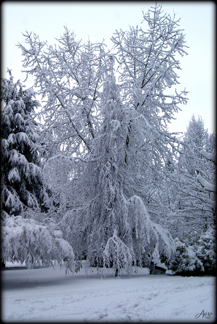 le Jardin Massey_1