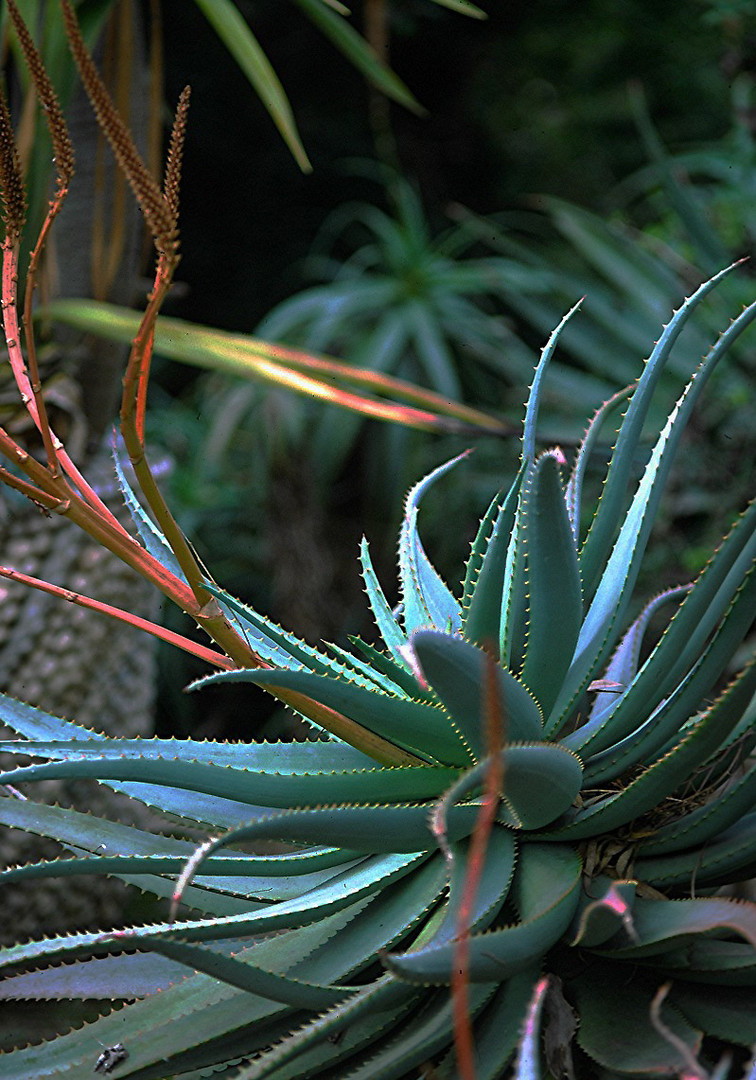 LE JARDIN SECRET D'HAMMAMET L'Aloes de Violet