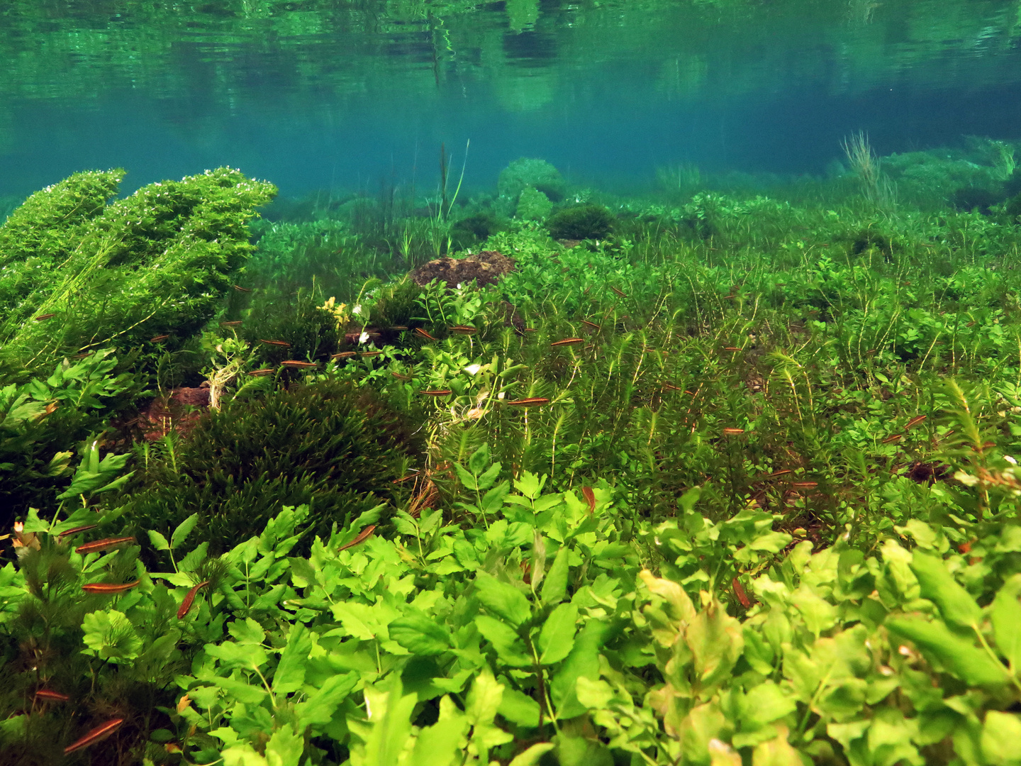 Le jardin subaquatique