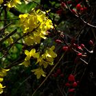 LE JAUNE ET LE ROUGE