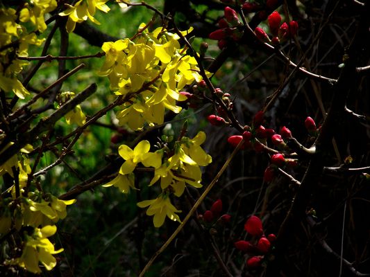 LE JAUNE ET LE ROUGE