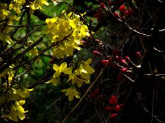 LE JAUNE ET LE ROUGE