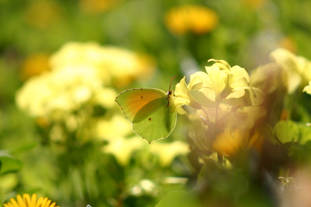 le jaune printannier