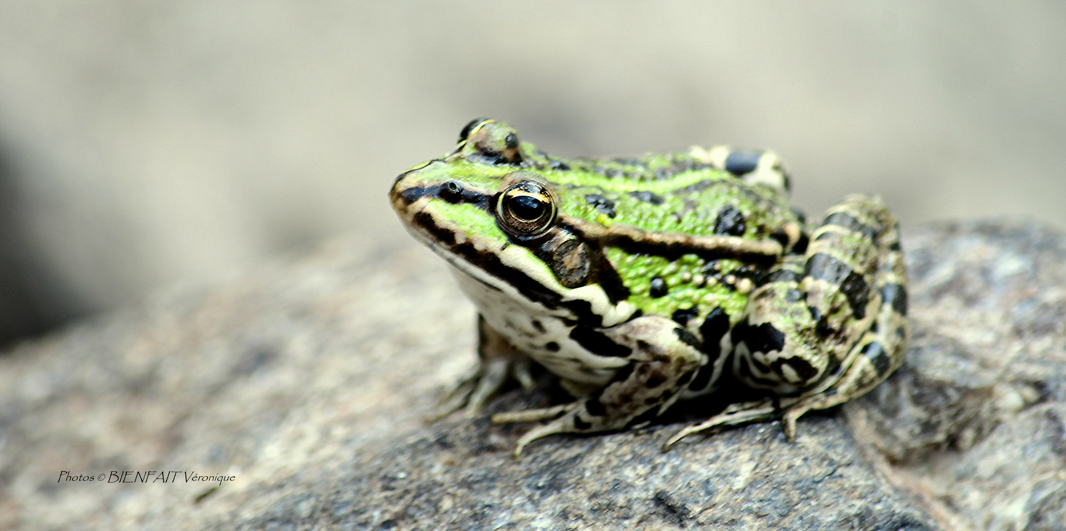 Le jeudi c'est vert comme une grenouille 