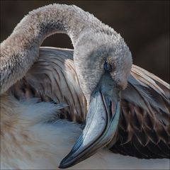 Le jeune Flamant à la plage