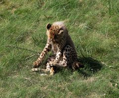 Le jeune guépard joue avec sa nourriture