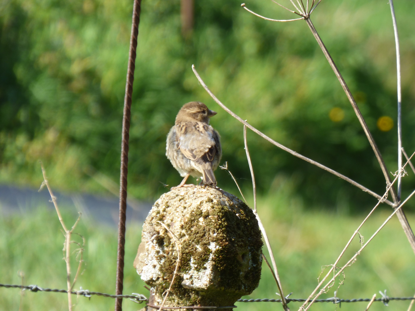 Le joli moineau