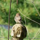 Le joli moineau