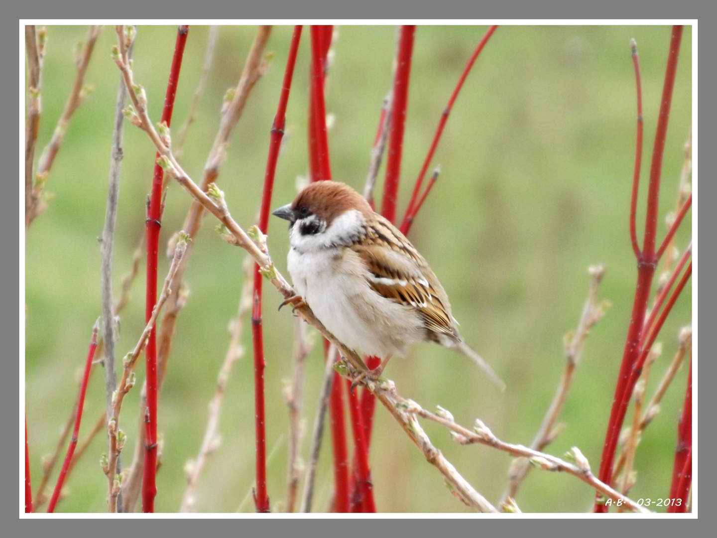 Le joli moineau Friquet...