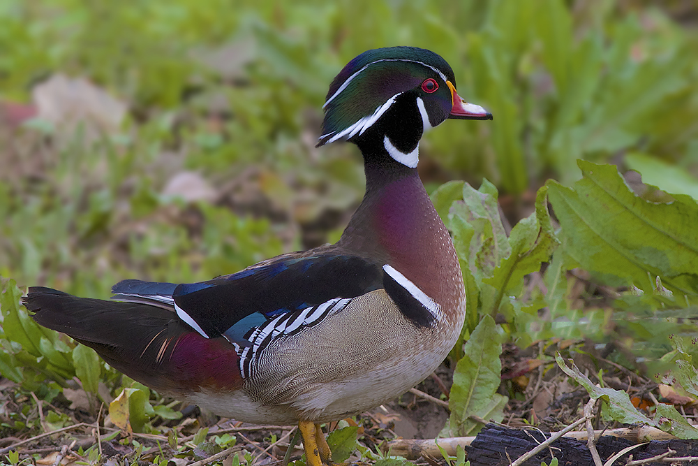 Le joli petit canard.