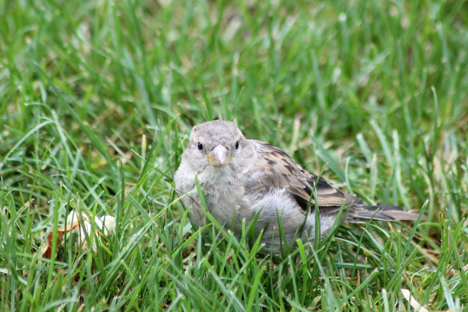 le joli petit moineau