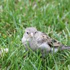 le joli petit moineau