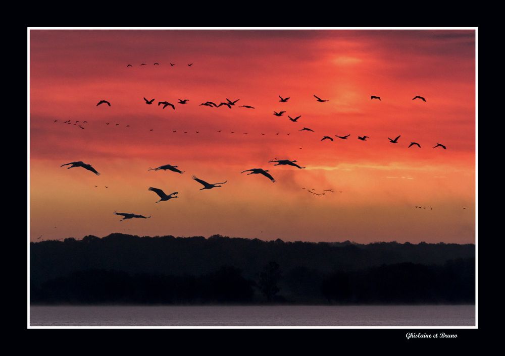 Le jour se lève sur le Lac de Der