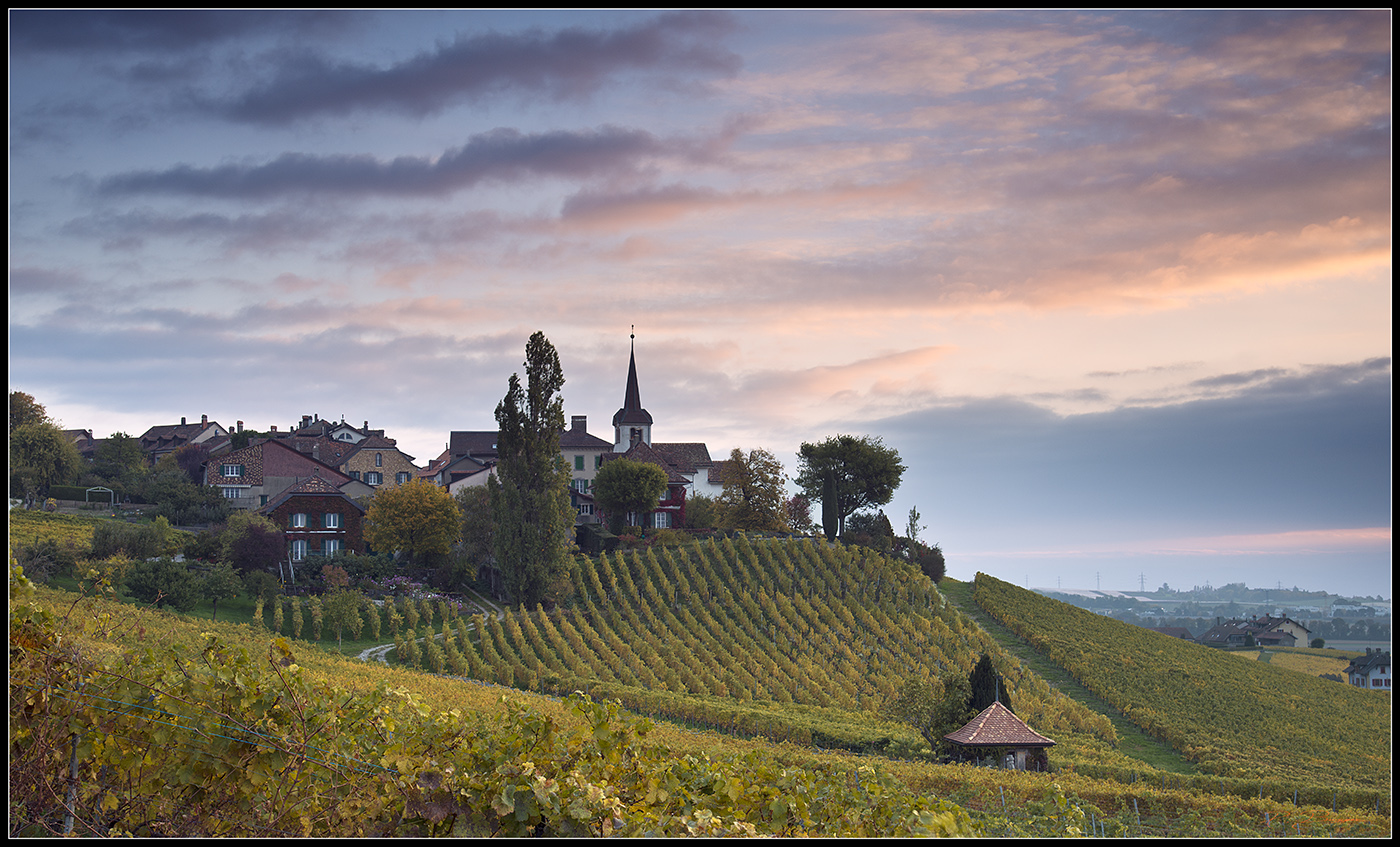 le jour se lève sur le vignoble