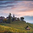 le jour se lève sur le vignoble