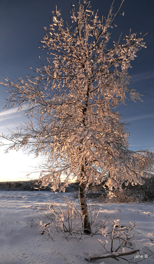 Le jour se lève sur les Fagnes