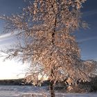 Le jour se lève sur les Fagnes