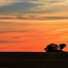 le jour sur lève sur la savane... charentaise 