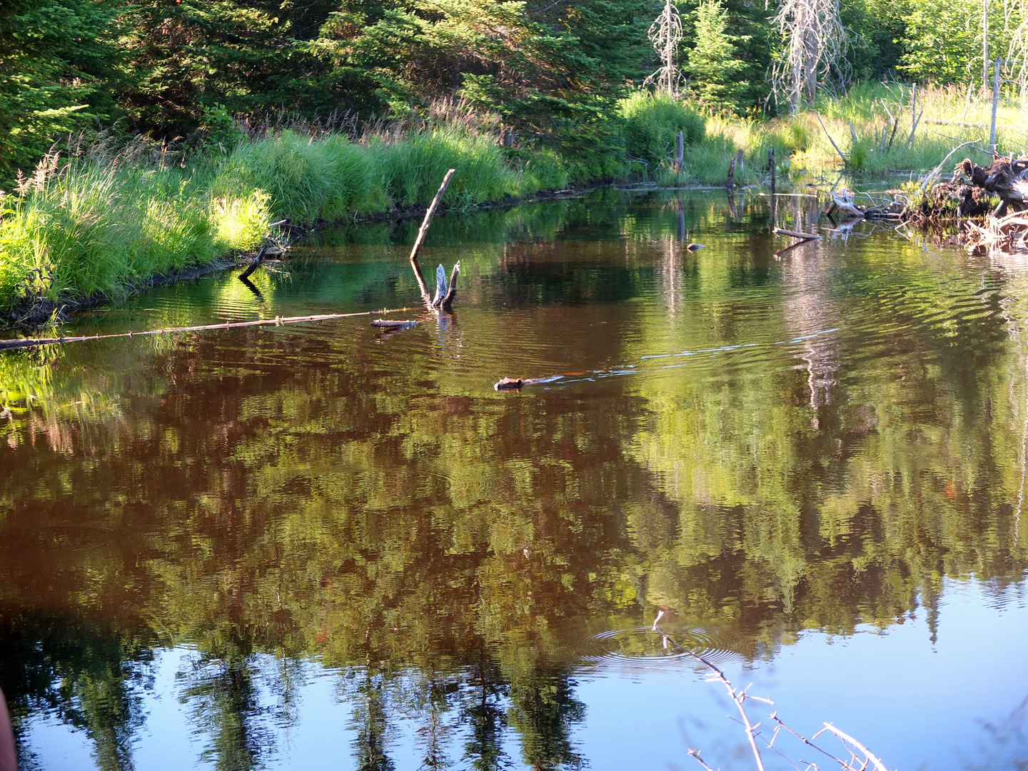 Le lac aux castors