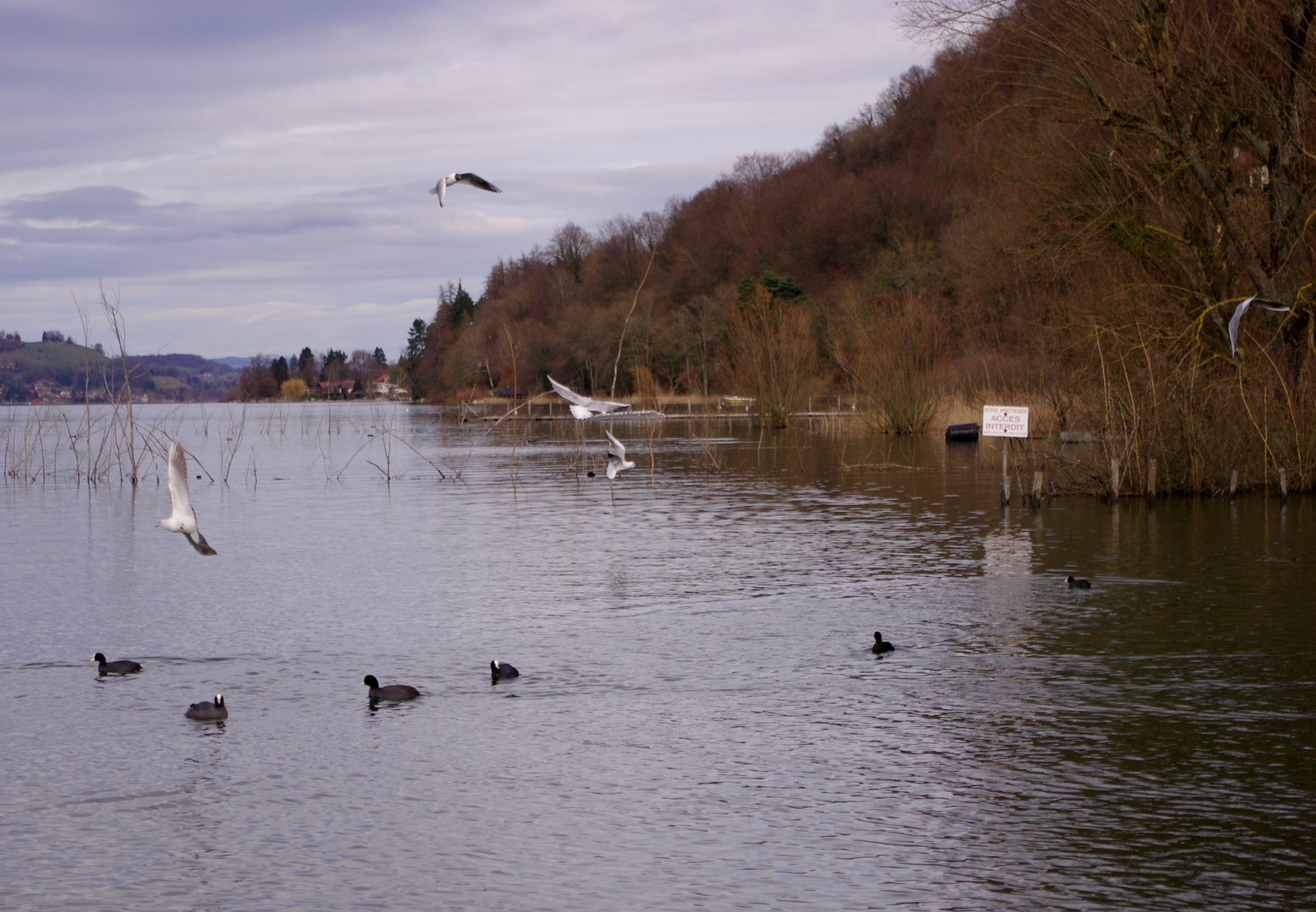 Le lac de Charavines ou Paladru ...