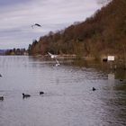 Le lac de Charavines ou Paladru ...