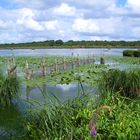 le lac de Grandlieu 44