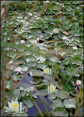 LE LAC DES ARGILES  BASE 81-116