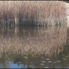 LE LAC DES ARGILES MORMOIRON (2)