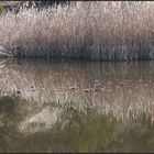 LE LAC DES ARGILES MORMOIRON (3)