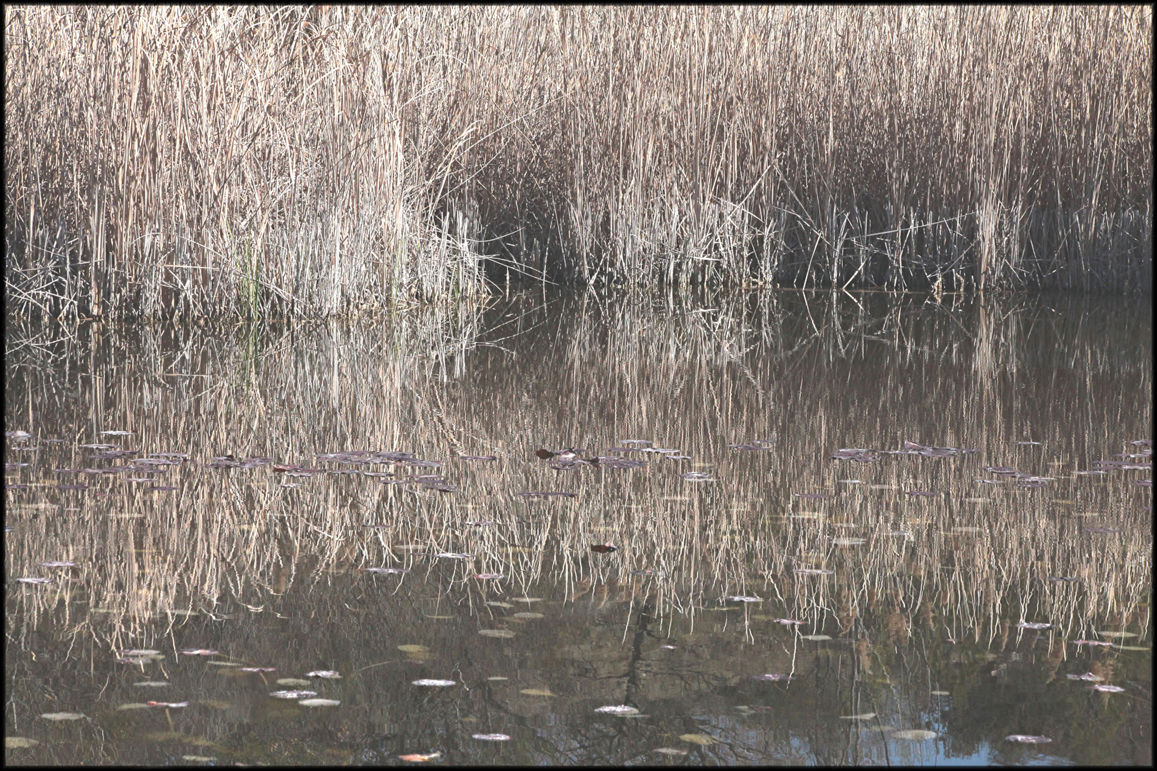 LE LAC DES ARGILES MORMOIRON (4)