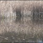 LE LAC DES ARGILES MORMOIRON (4)