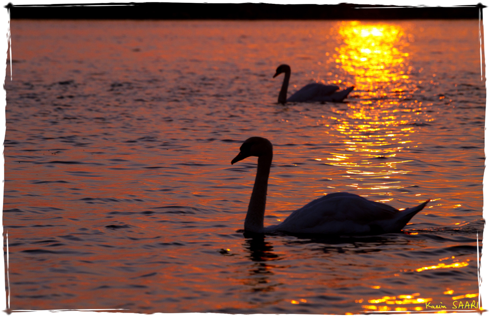 Le lac des cygnes