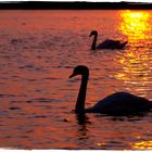 Le lac des cygnes