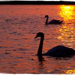 Le lac des cygnes