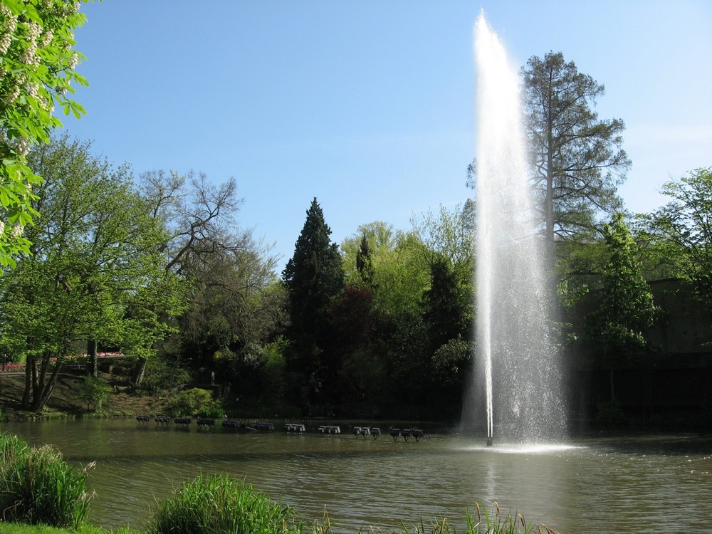 Le lac des Cygnes 3