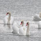 LE LAC DES CYGNES