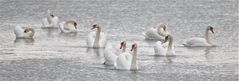 LE LAC DES CYGNES