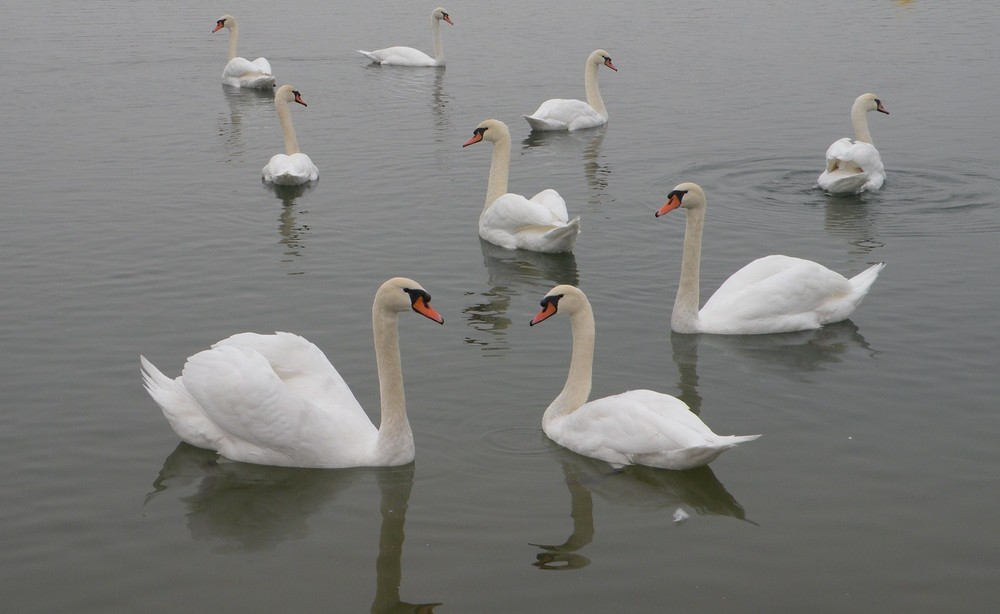 Le lac des cygnes !