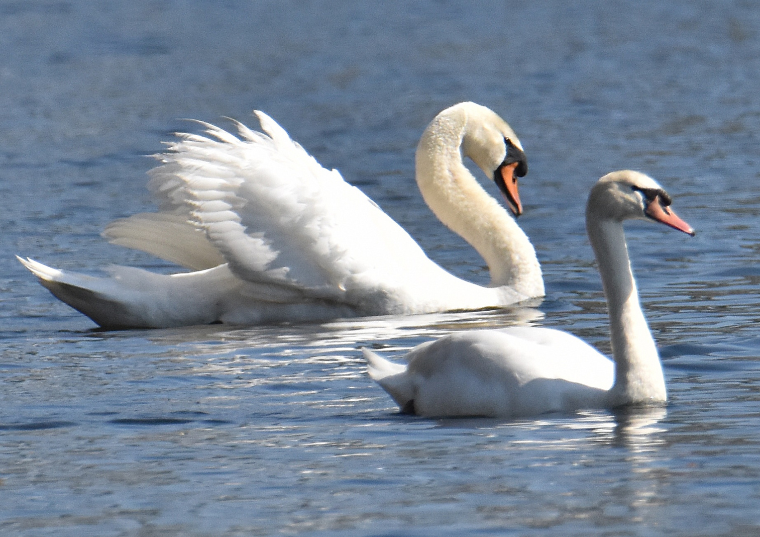 Le lac des cygnes