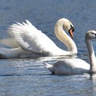 Le lac des cygnes