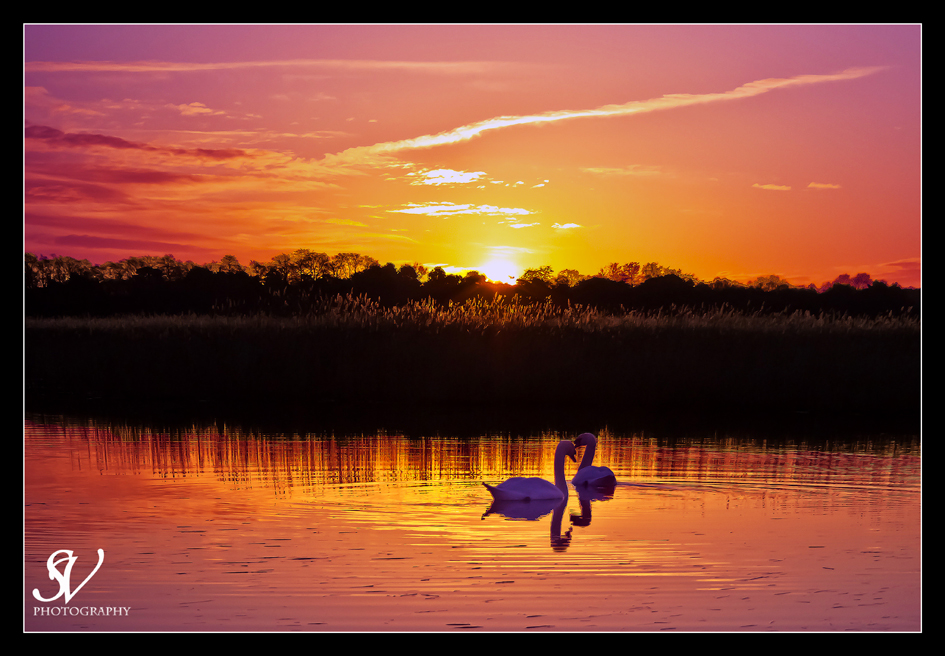 Le lac des cygnes