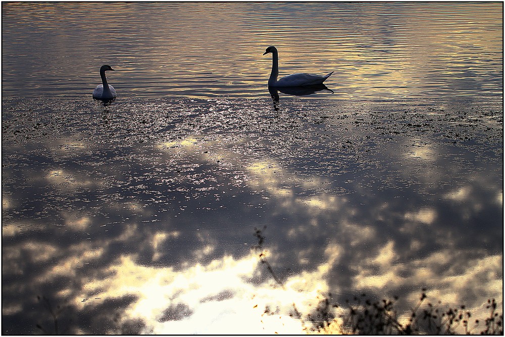 ''Le lac des cygnes''