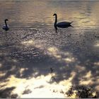 ''Le lac des cygnes''