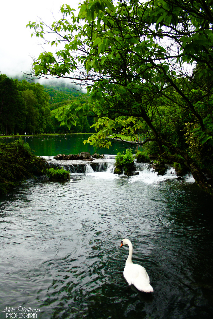 Le Lac des Cygnes