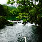 Le Lac des Cygnes