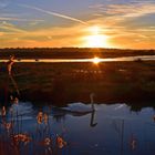 Le lac des Cygnes